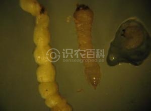 柑橘黄叶症状示例2