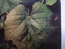 柑橘黄叶症状示例0