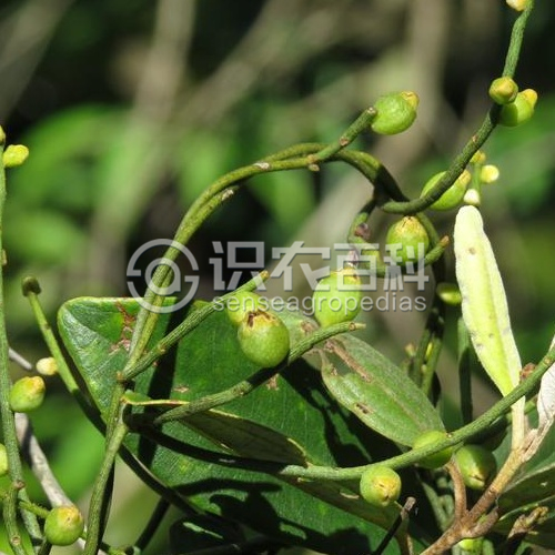 柑橘黄叶症状示例3