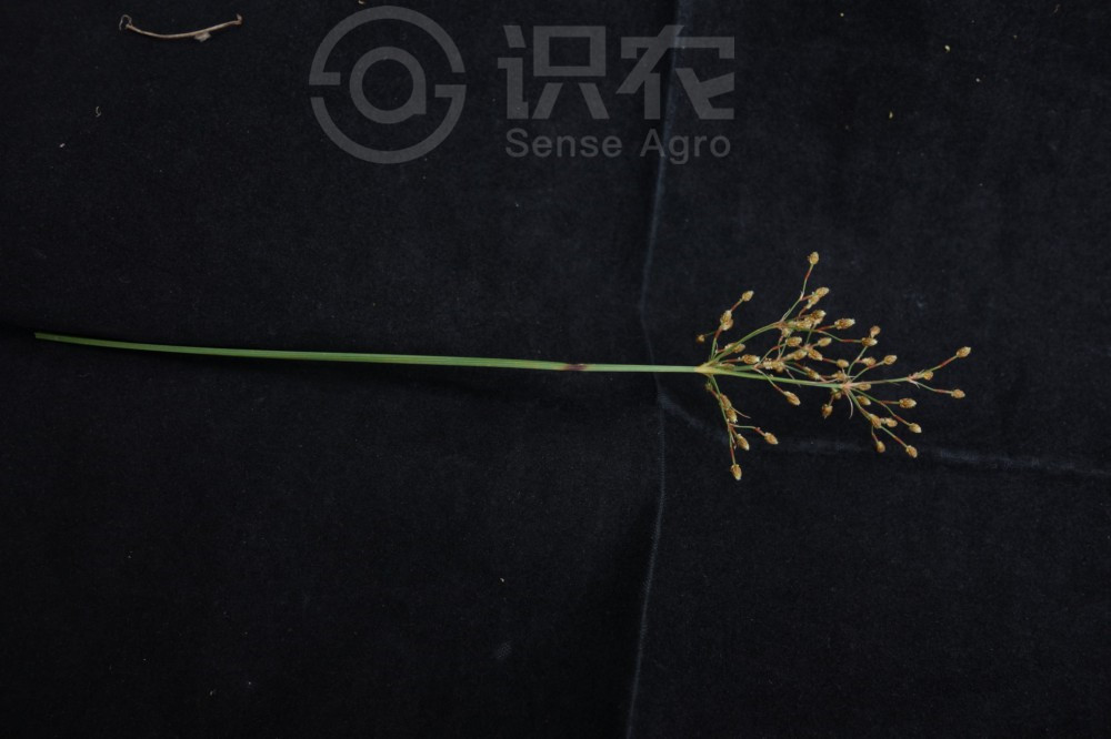 柑橘黄叶症状示例2