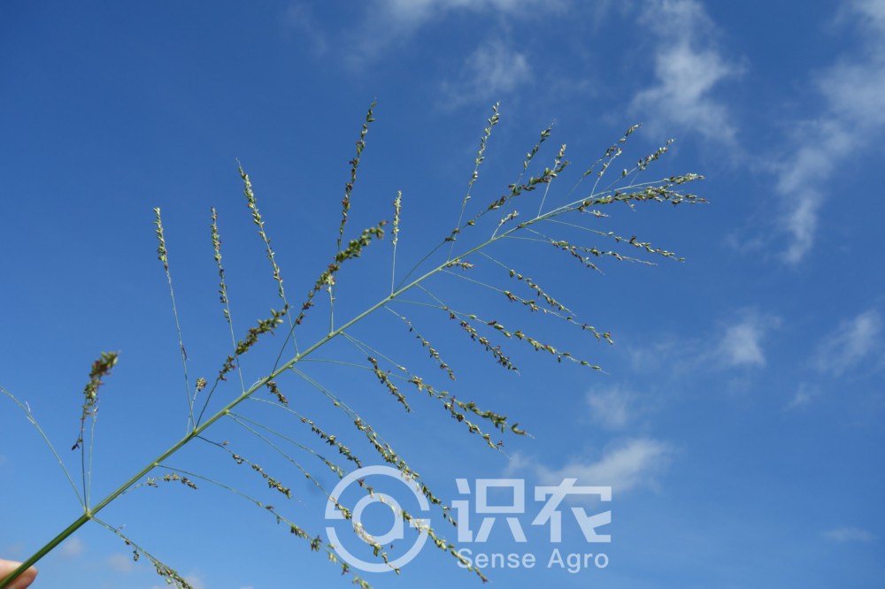 柑橘黄叶症状示例2