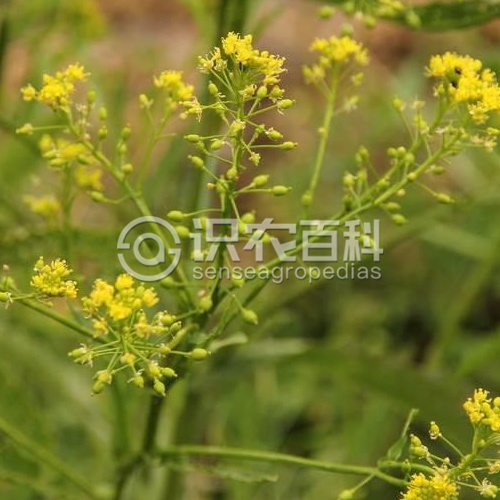 柑橘黄叶症状示例1