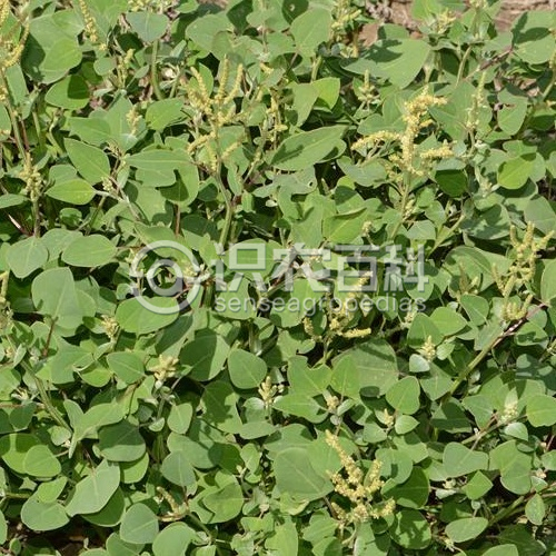 柑橘黄叶症状示例1