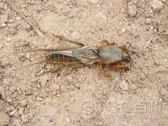 柑橘黄叶症状示例1