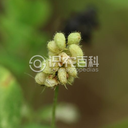 柑橘黄叶症状示例2