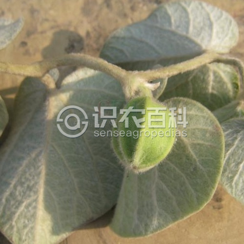 柑橘黄叶症状示例3