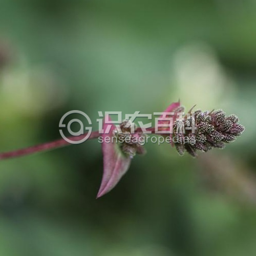 柑橘黄叶症状示例1