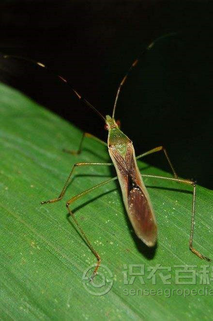 柑橘黄叶症状示例1