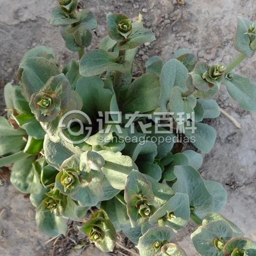 柑橘黄叶症状示例3