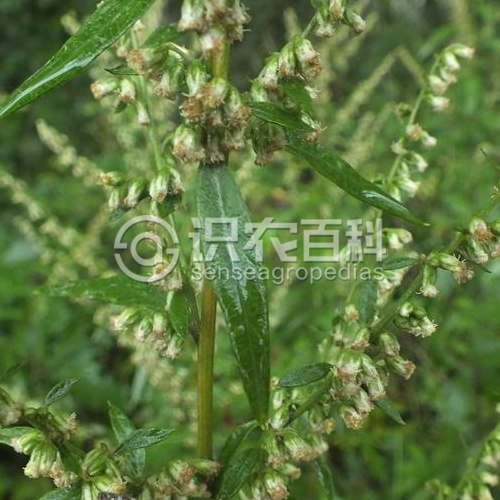 柑橘黄叶症状示例3