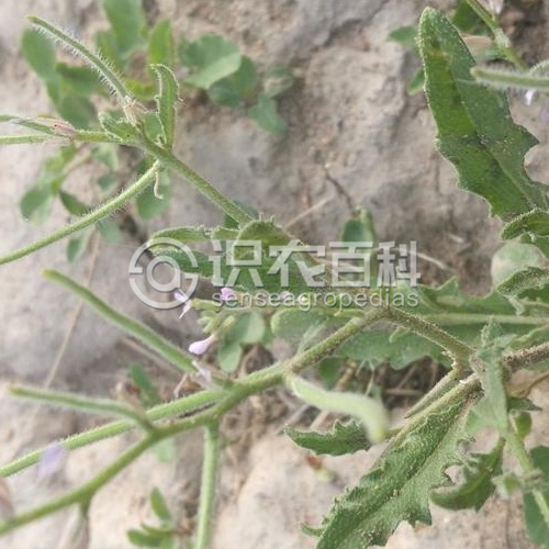 柑橘黄叶症状示例1