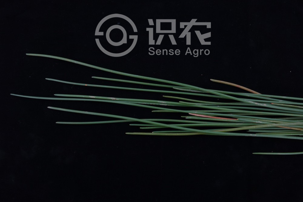 柑橘黄叶症状示例5
