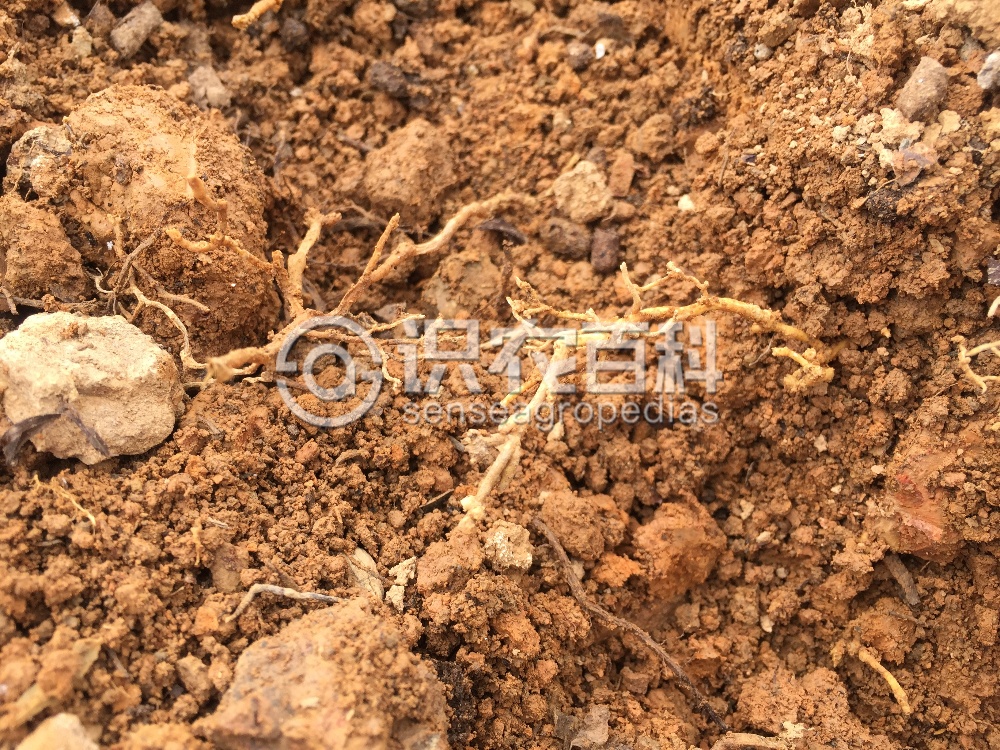 柑橘黄叶症状示例5