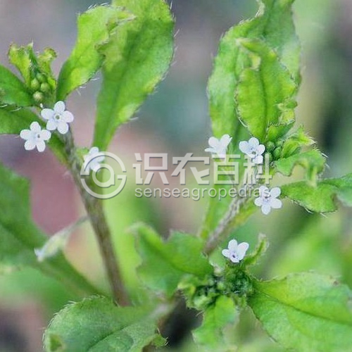 柑橘黄叶症状示例1