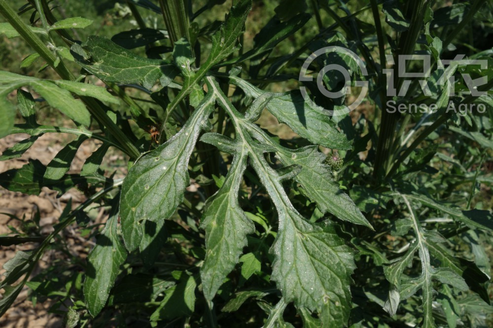 柑橘黄叶症状示例4