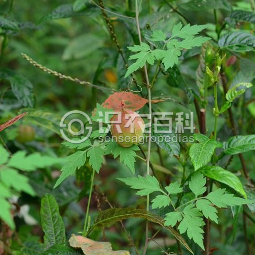 柑橘黄叶症状示例3