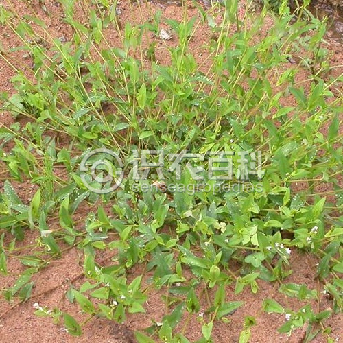 柑橘黄叶症状示例2