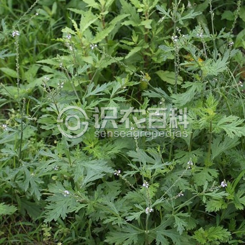 柑橘黄叶症状示例1