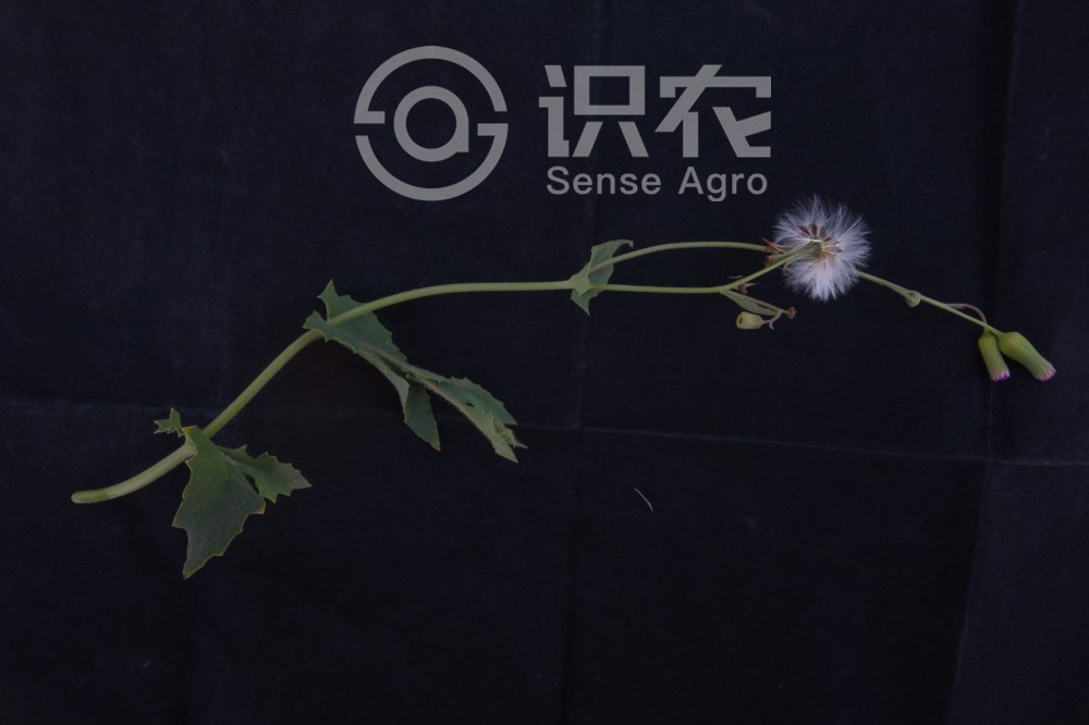 柑橘黄叶症状示例3