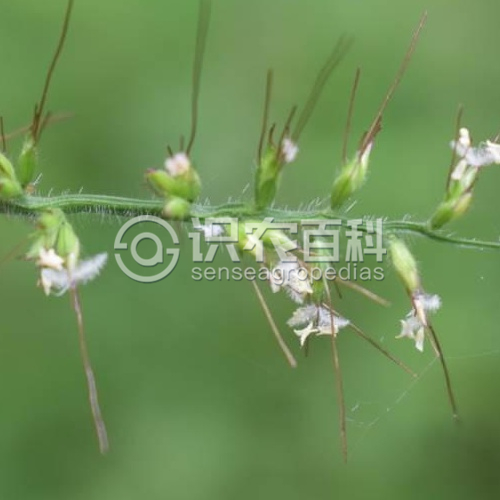 柑橘黄叶症状示例1