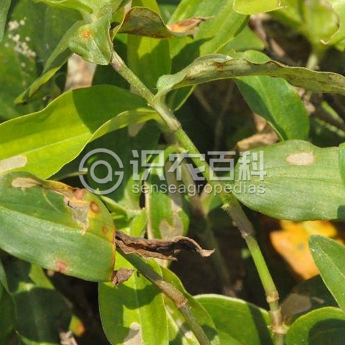 柑橘黄叶症状示例2