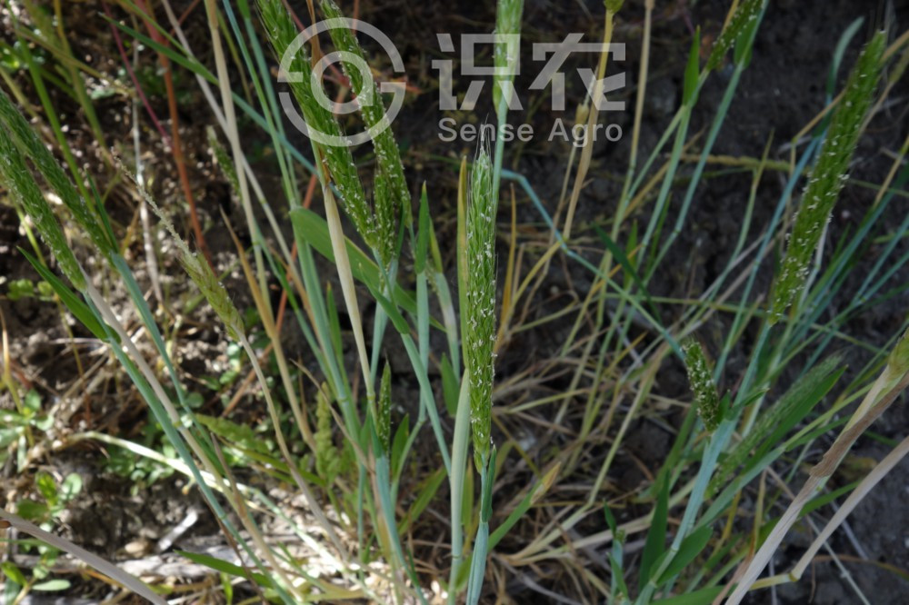 柑橘黄叶症状示例1