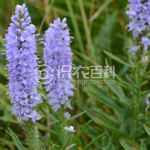 柑橘黄叶症状示例2