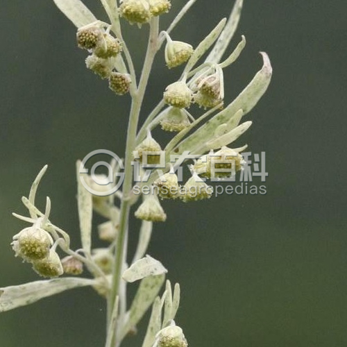 柑橘黄叶症状示例3