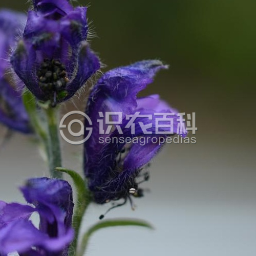 柑橘黄叶症状示例1