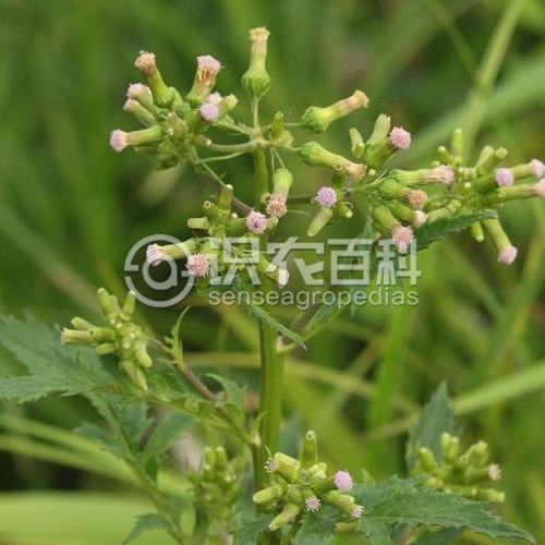 柑橘黄叶症状示例3