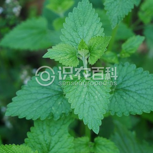 柑橘黄叶症状示例2