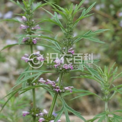 柑橘黄叶症状示例2