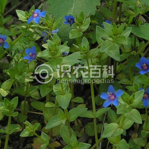 柑橘黄叶症状示例3