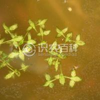 柑橘黄叶症状示例0