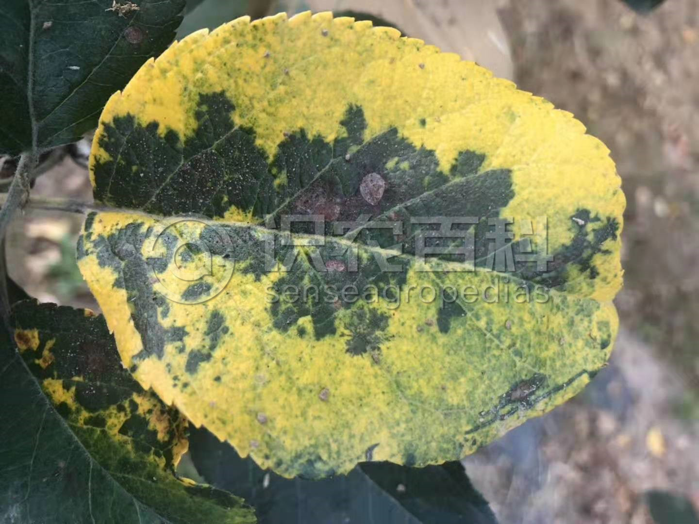 柑橘黄叶症状示例2