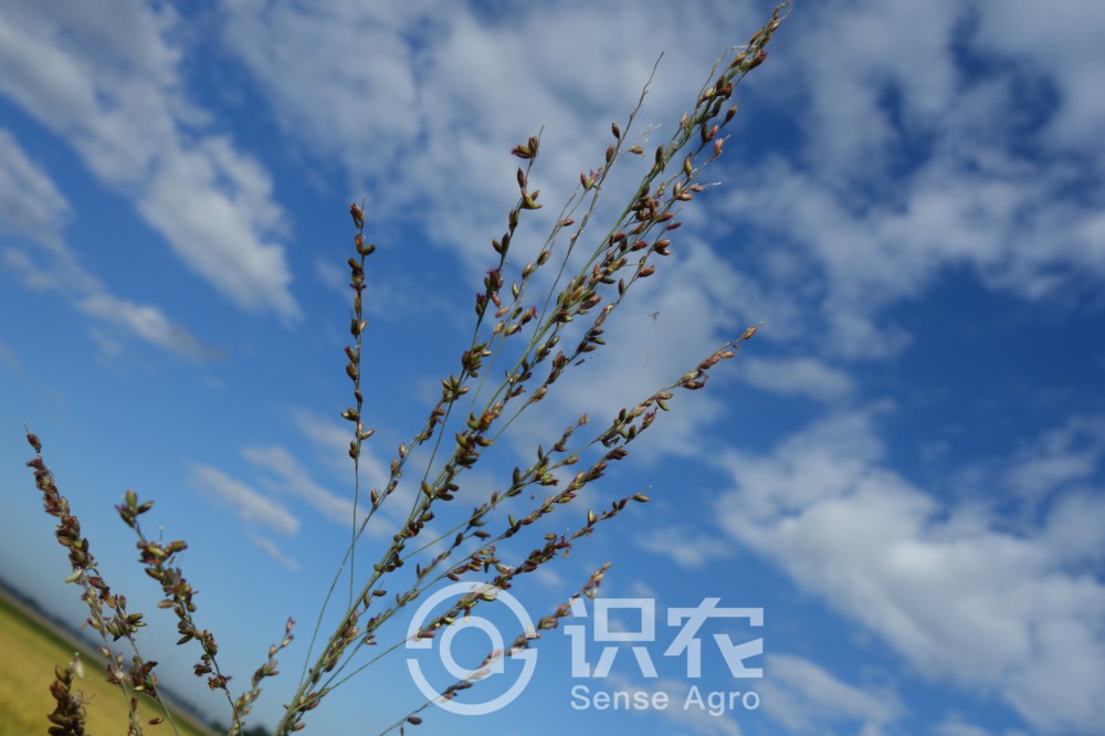 柑橘黄叶症状示例3