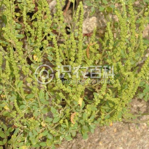 柑橘黄叶症状示例1