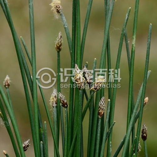 柑橘黄叶症状示例1