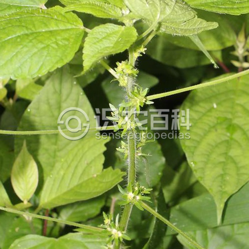 柑橘黄叶症状示例2