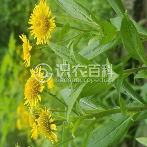 柑橘黄叶症状示例1