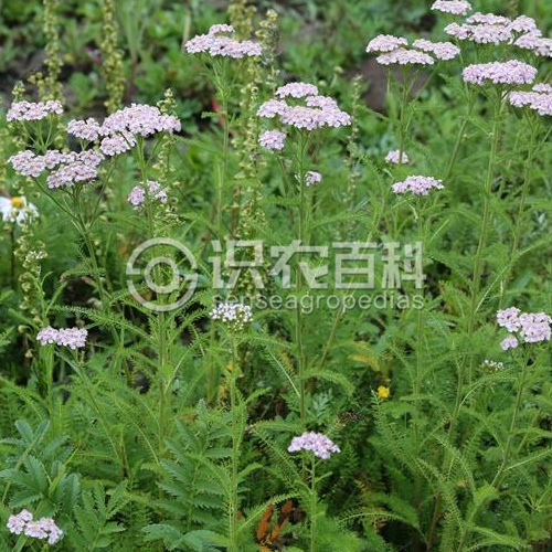 柑橘黄叶症状示例2