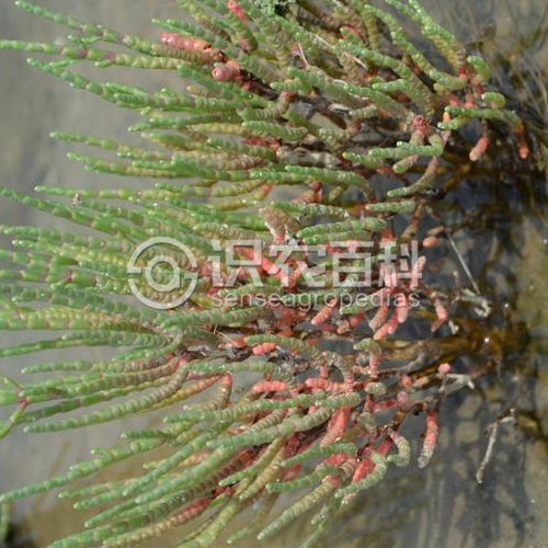 柑橘黄叶症状示例2