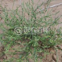 柑橘黄叶症状示例0