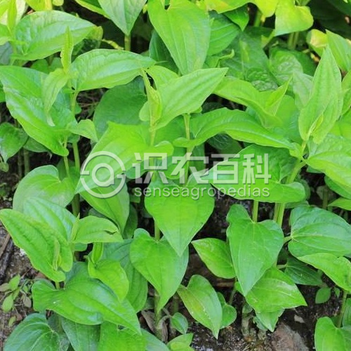 柑橘黄叶症状示例1