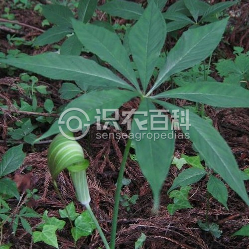 柑橘黄叶症状示例3