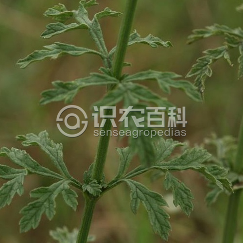 柑橘黄叶症状示例3