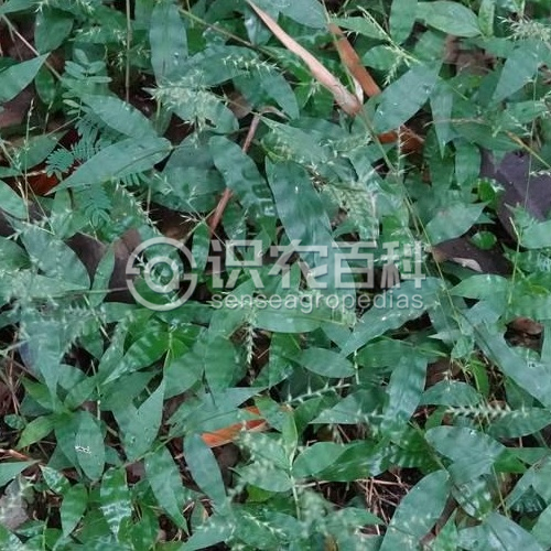 柑橘黄叶症状示例3