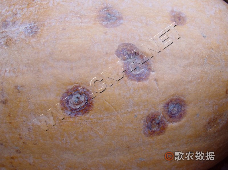 柑橘黄叶症状示例0