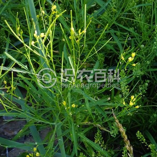 柑橘黄叶症状示例3