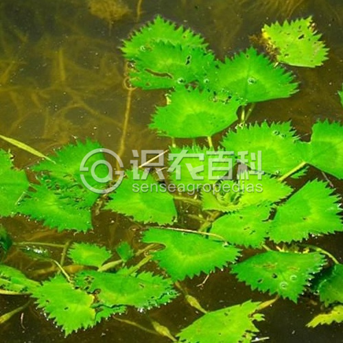 柑橘黄叶症状示例2